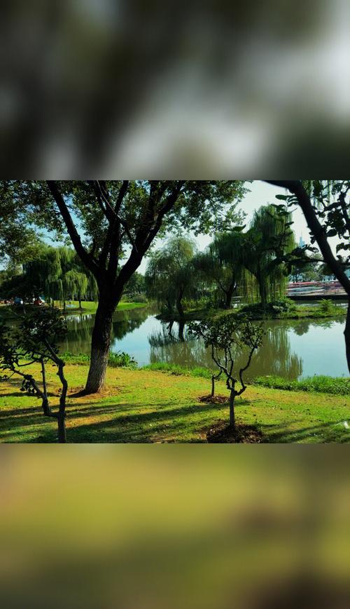 玄武湖的秋天,玄武湖的秋天充满诗意,湖畔的柳树依依
