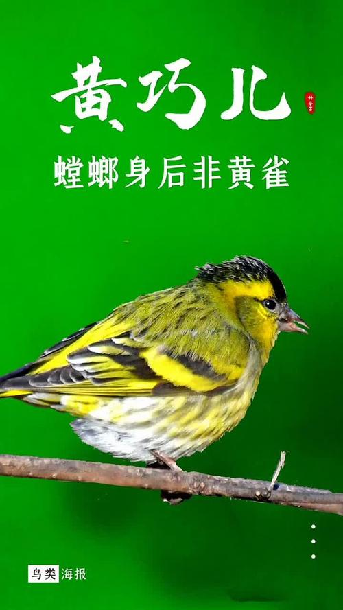 黄雀都能学什么叫声,黄雀都能学什么叫声呢