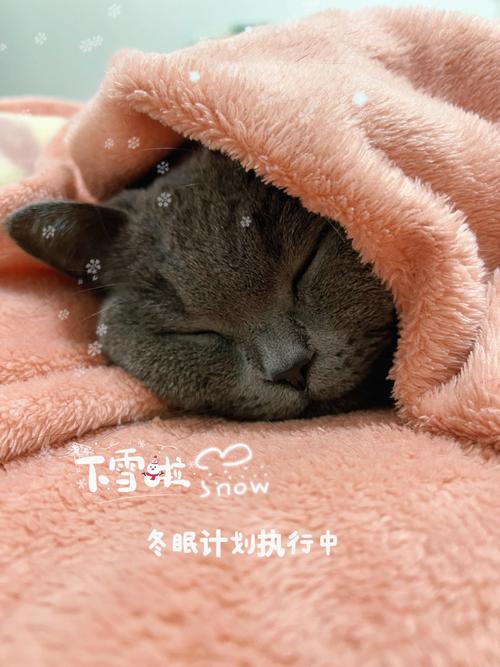 关于被子打一生肖是什么的信息