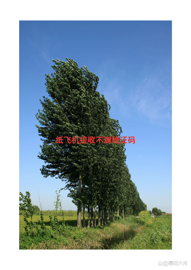 纸飞机收不到86短信验证,纸飞机收不到86短信验证教学